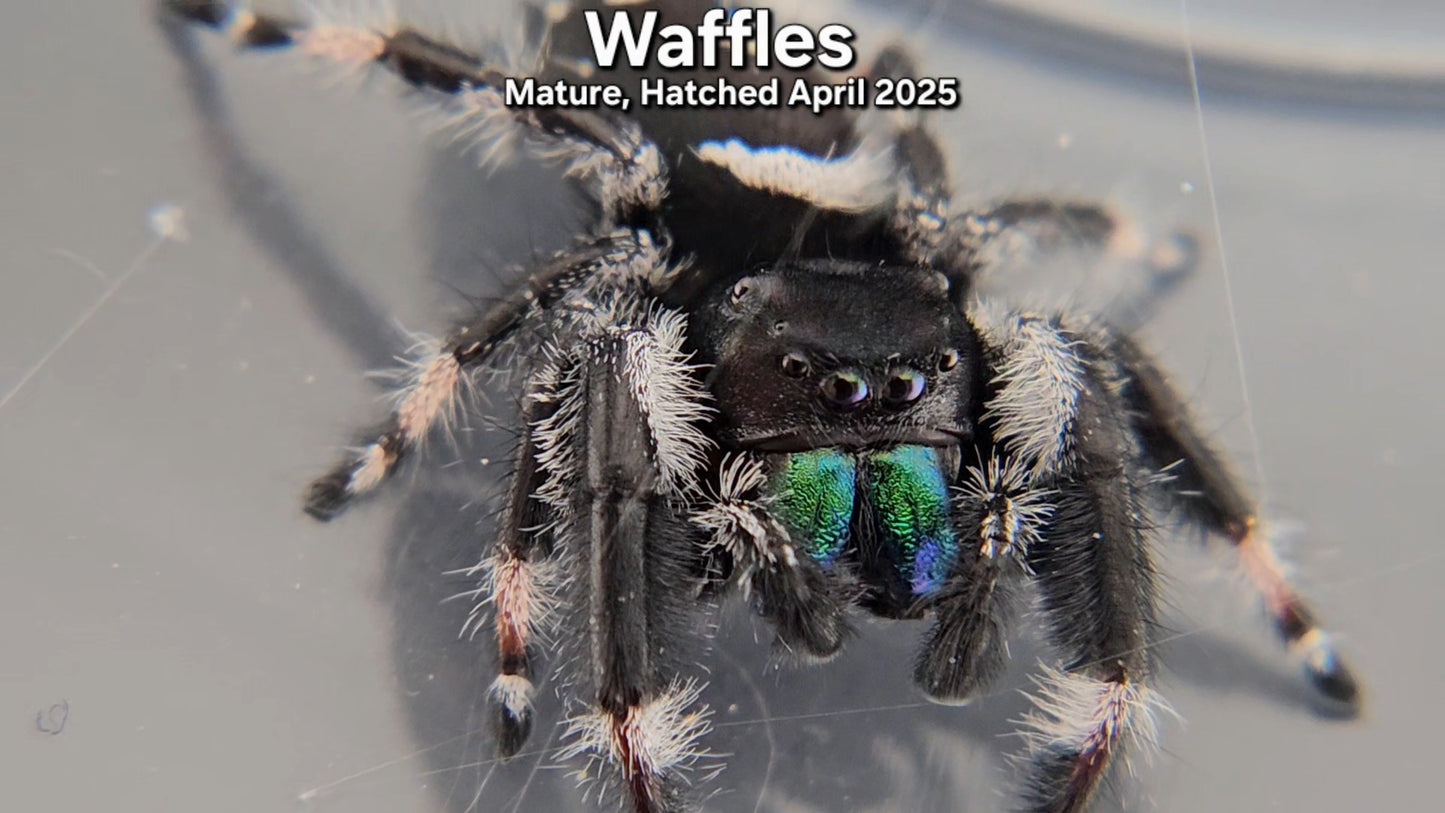 "Waffles" Male Regal - Mature