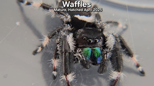 "Waffles" Male Regal - Mature