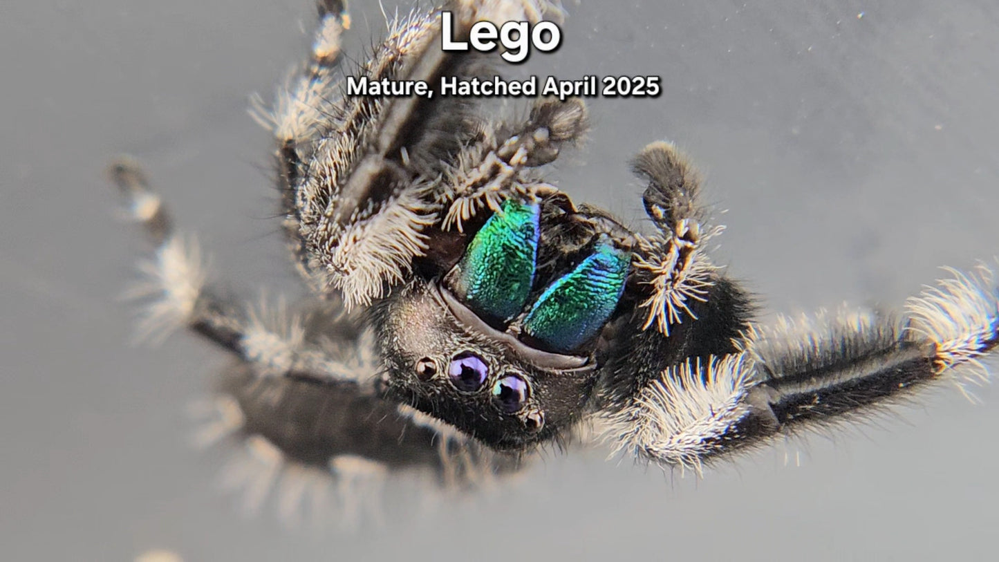 "Lego" Male Regal - Mature