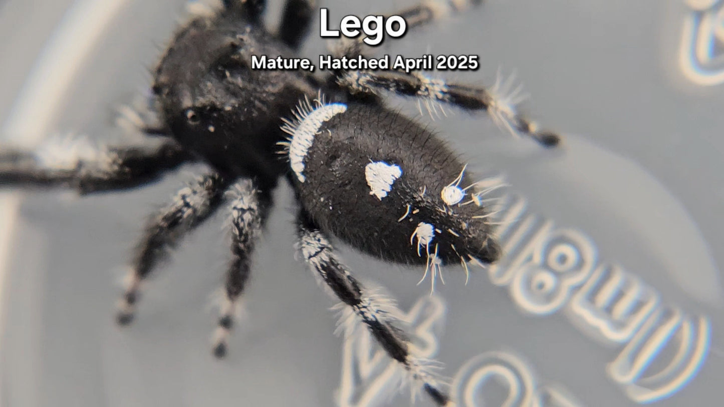 "Lego" Male Regal - Mature