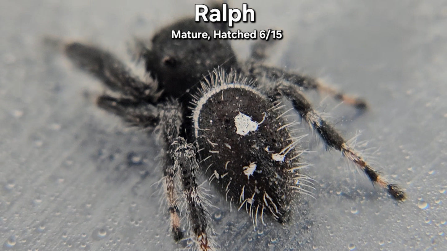 "Ralph" Male Regal - Mature