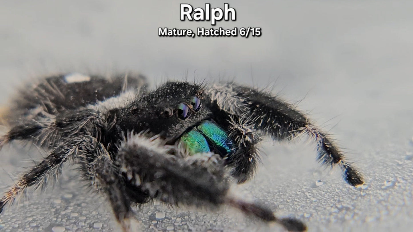 "Ralph" Male Regal - Mature