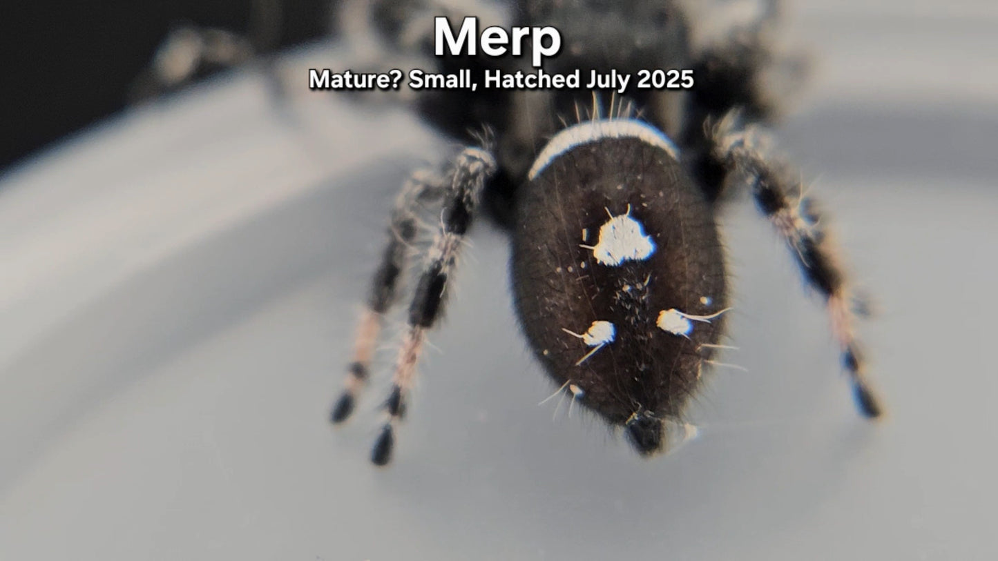 "Merp" Male Regal - Mature(?)