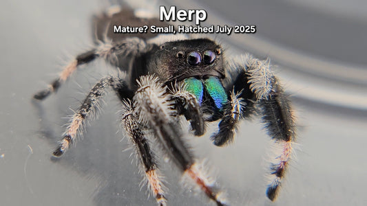 "Merp" Male Regal - Mature(?)