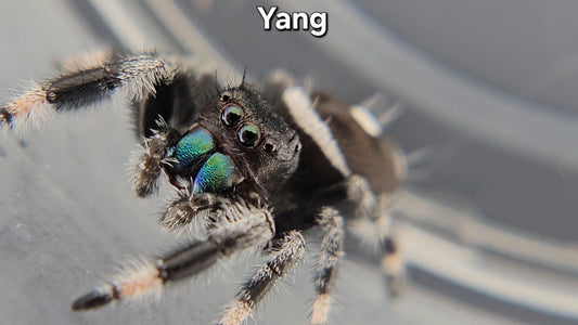 "Yang" Male Regal
