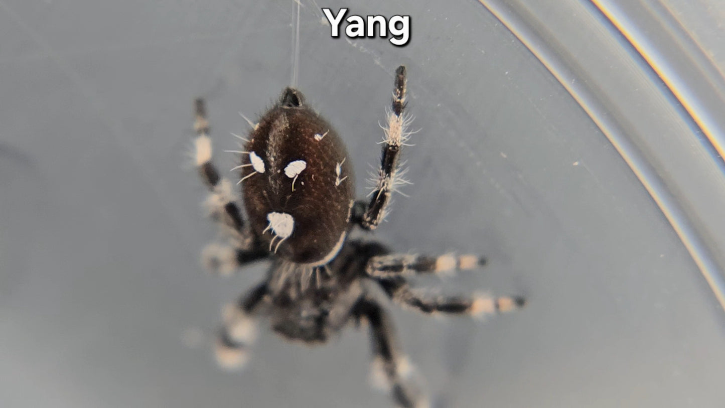 "Yang" Male Regal