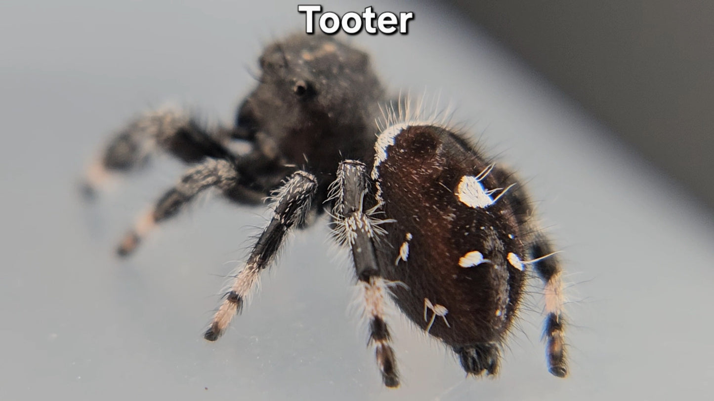 "Tooter" Male Regal