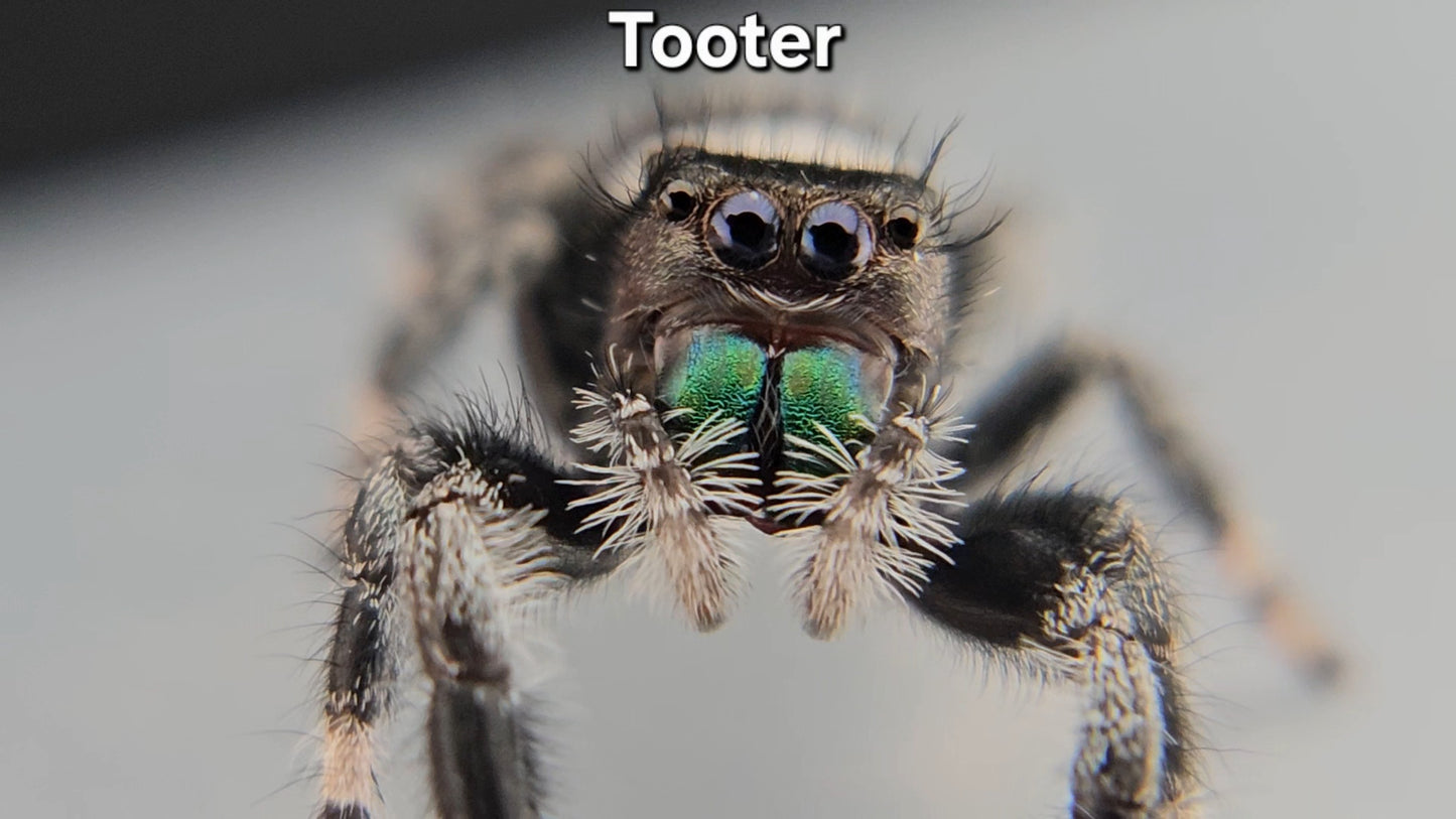"Tooter" Male Regal