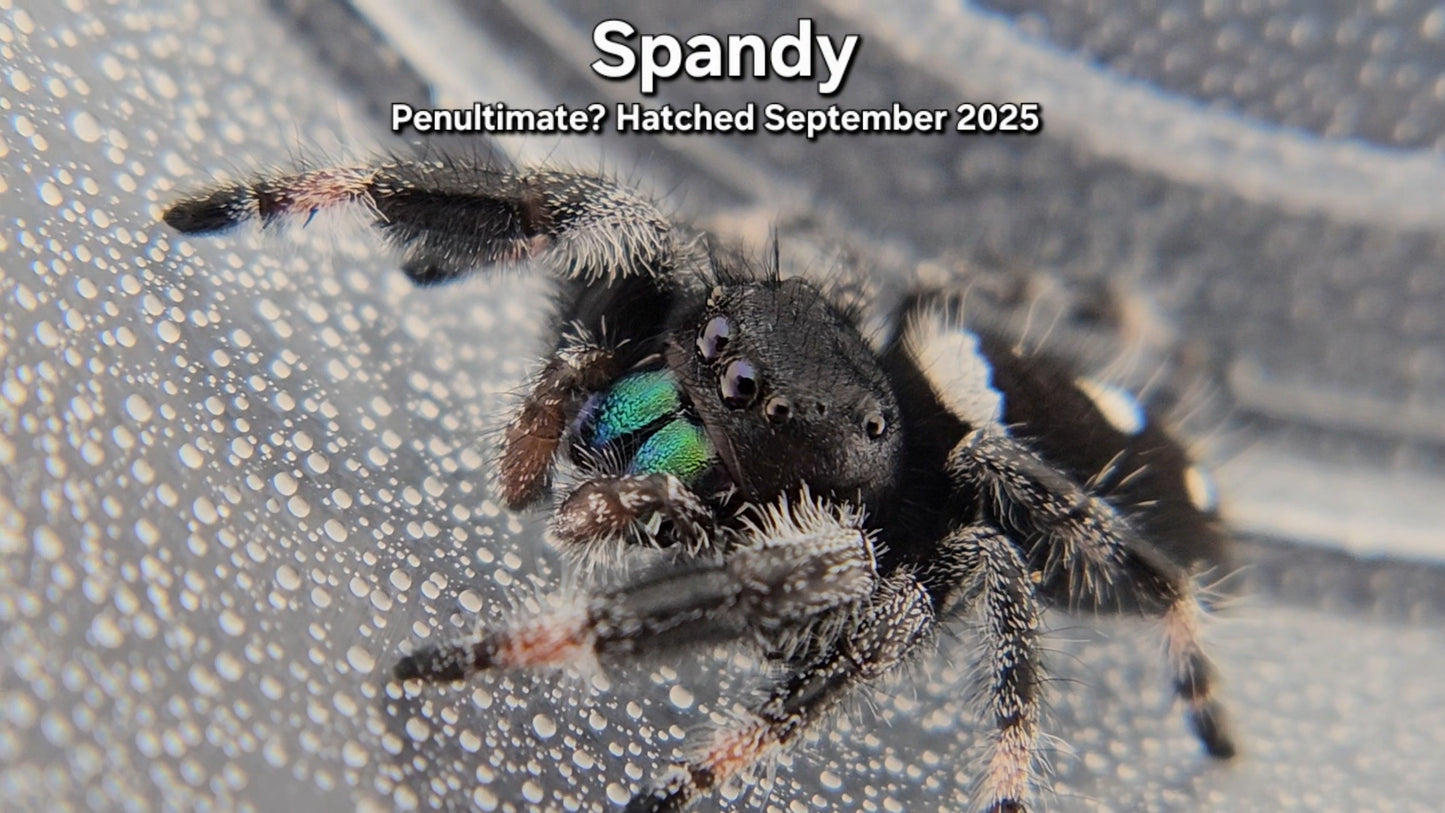 "Spandy" Male Regal - Penultimate Molt(?)