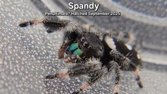 "Spandy" Male Regal - Penultimate Molt(?)
