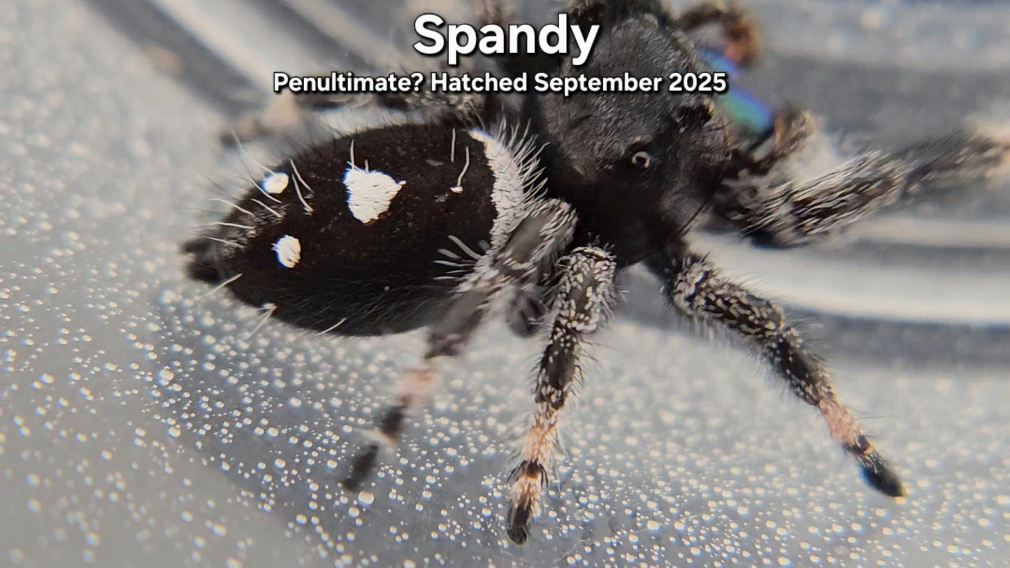 "Spandy" Male Regal - Penultimate Molt(?)