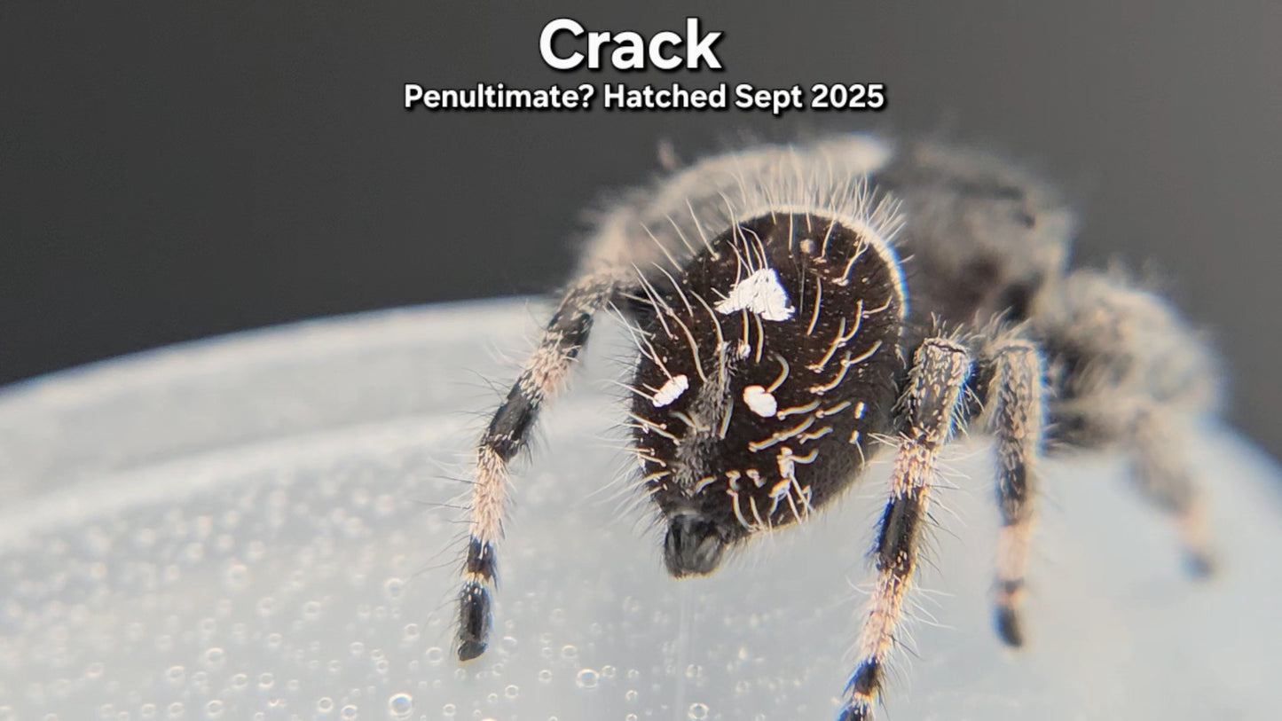 "Crack" Male Regal - Penultimate Molt(?)