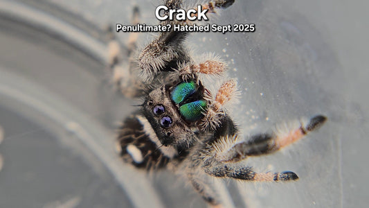 "Crack" Male Regal - Penultimate Molt(?)