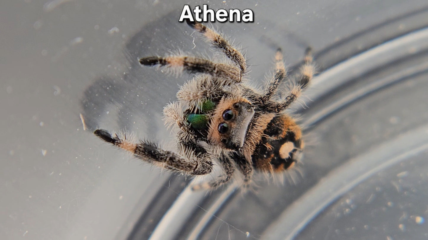 "Athena" Female Regal (Phidippus regius)