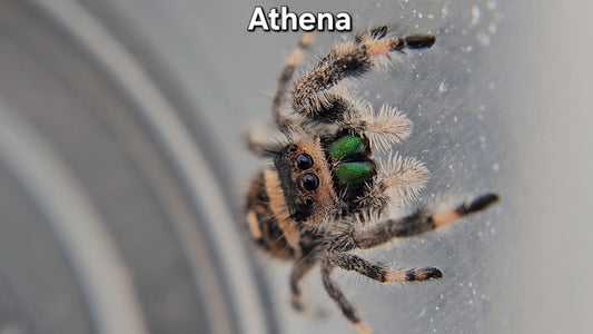 "Athena" Female Regal (Phidippus regius)