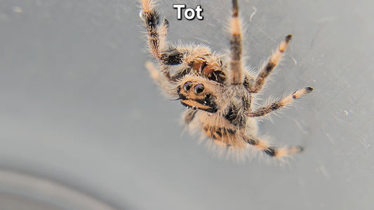 "Tot" Female Regal (Phidippus regius)