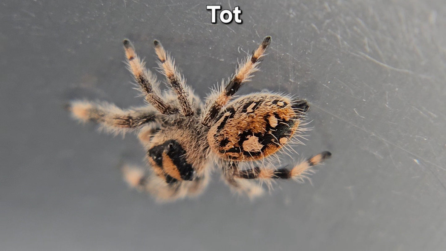 "Tot" Female Regal (Phidippus regius)