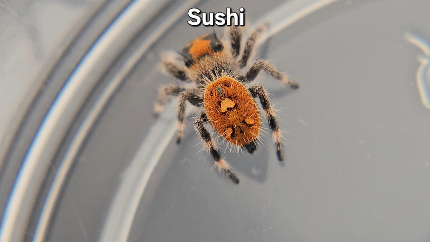 "Sushi" Female Regal (Phidippus regius)