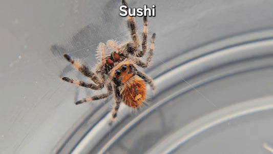 "Sushi" Female Regal (Phidippus regius)