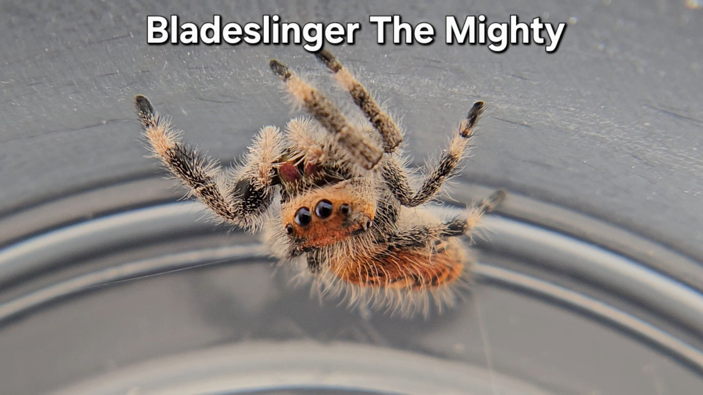 "Bladeslinger The Mighty" Female Regal (Phidippus regius)