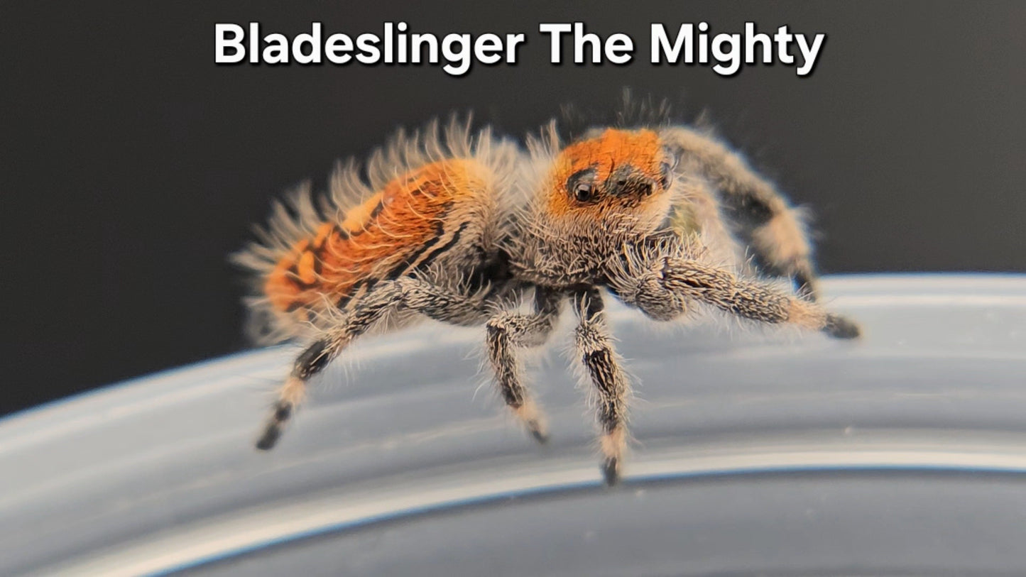 "Bladeslinger The Mighty" Female Regal (Phidippus regius)
