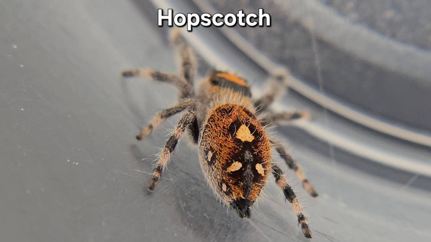 "Hopscotch" Female Regal (Phidippus regius)