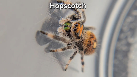 "Hopscotch" Female Regal (Phidippus regius)