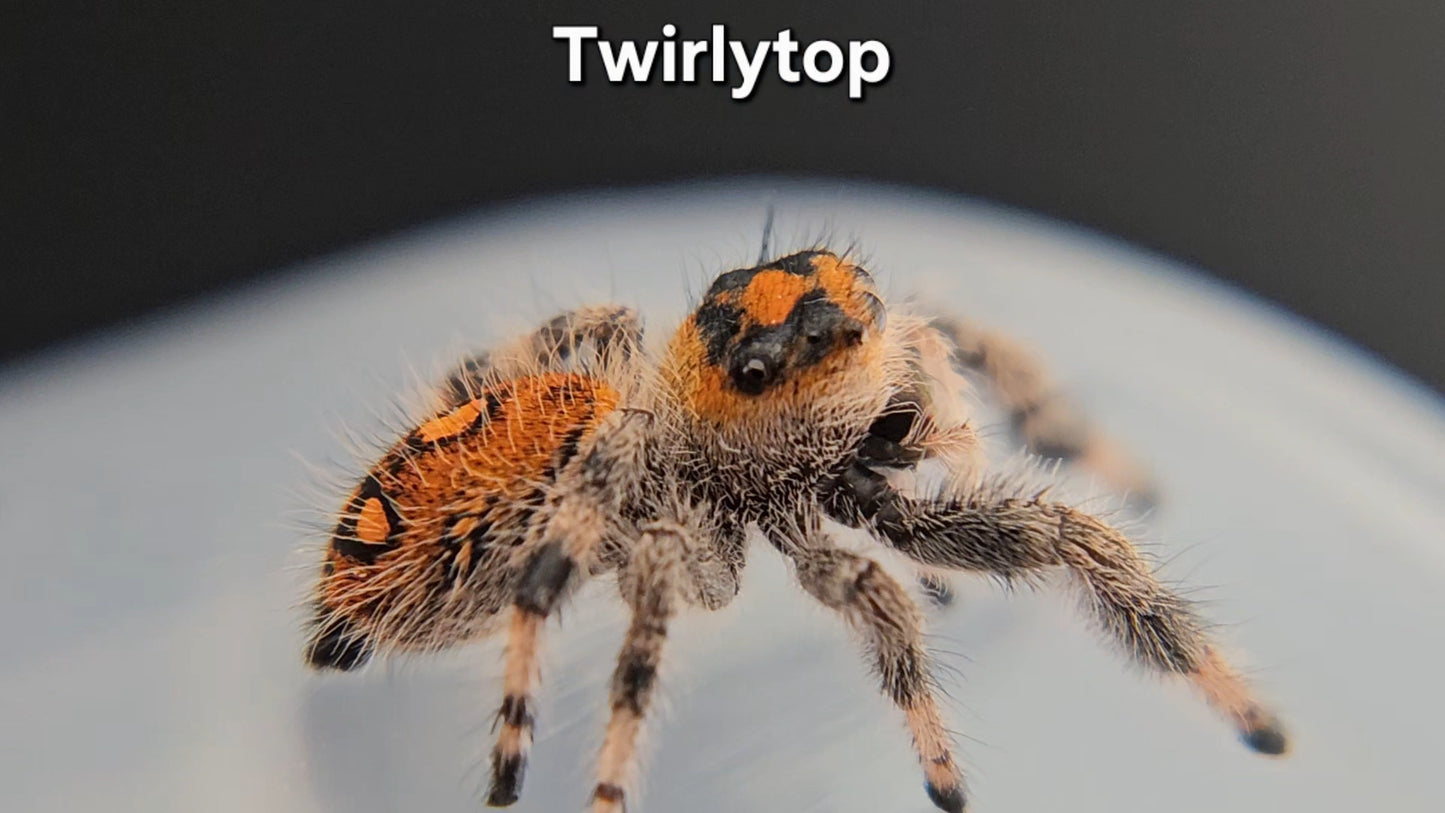 "Twirlytop" Female Regal (Phidippus regius)