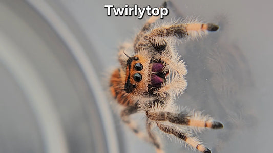 "Twirlytop" Female Regal (Phidippus regius)