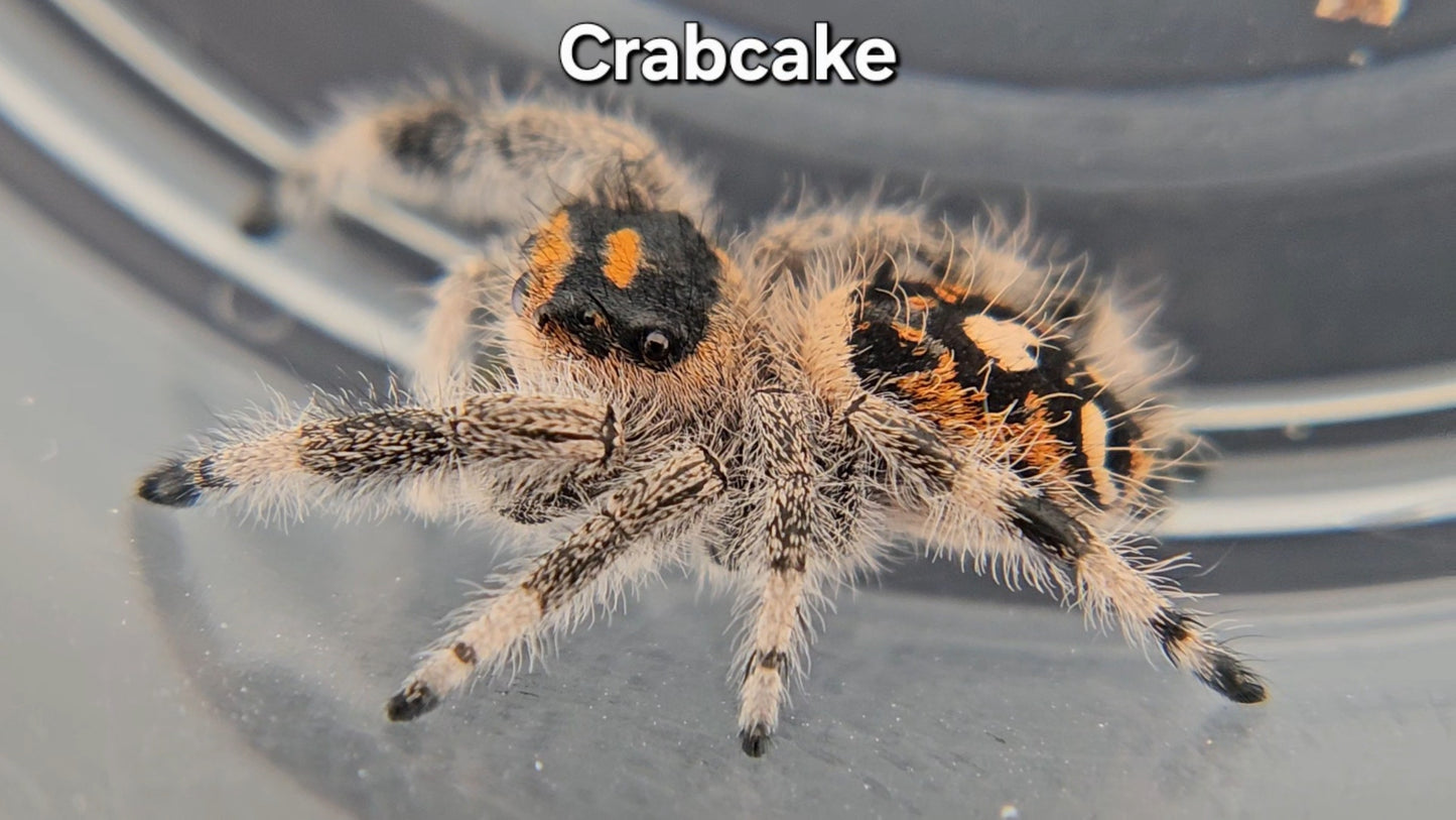 "Crabcake" Female Regal (Phidippus regius)