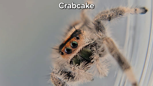 "Crabcake" Female Regal (Phidippus regius)
