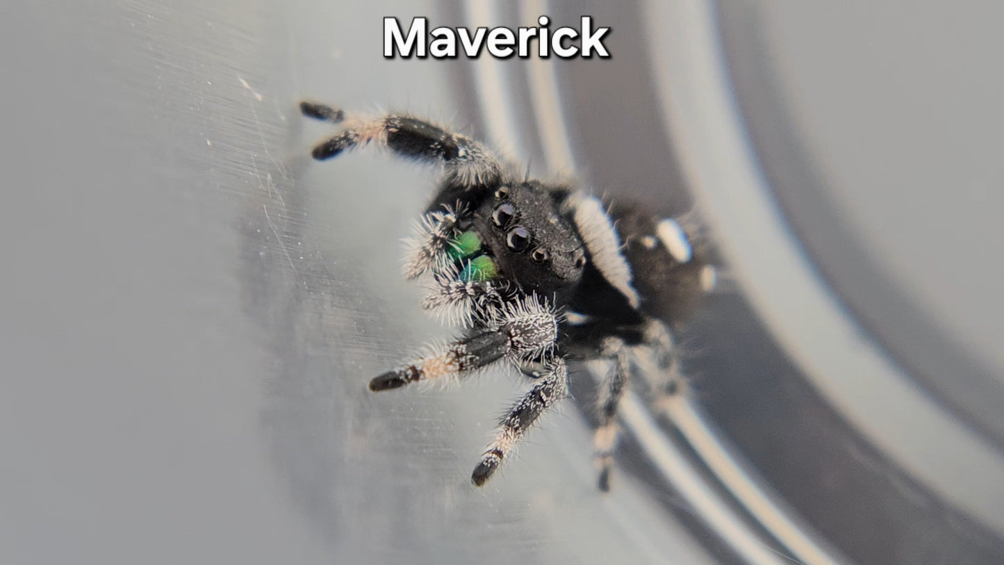 "Maverick" Male Regal (Phidippus regius)