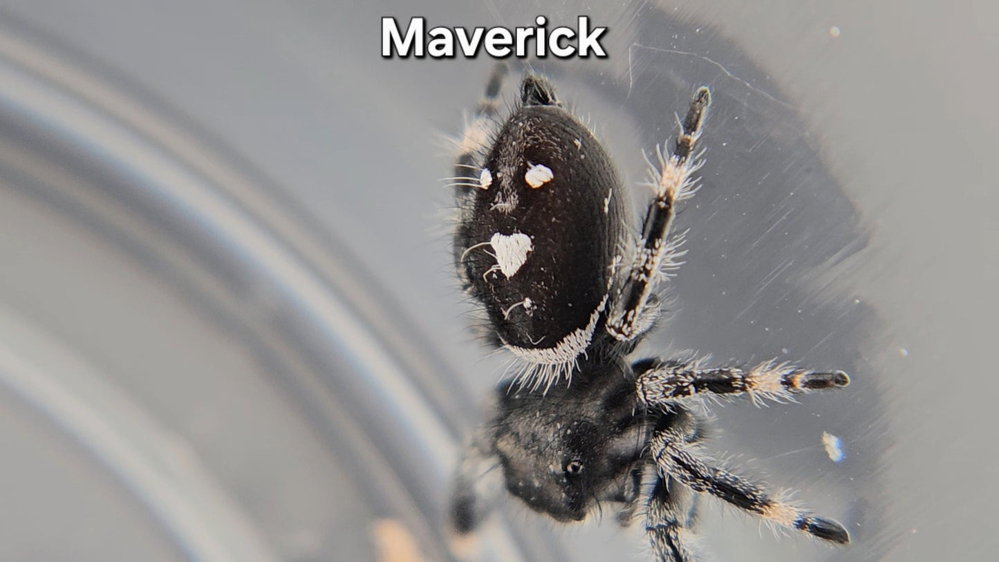 "Maverick" Male Regal (Phidippus regius)