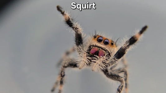 "Squirt" Female Regal (Phidippus regius)