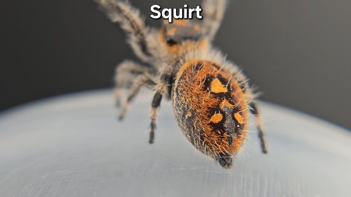 "Squirt" Female Regal (Phidippus regius)