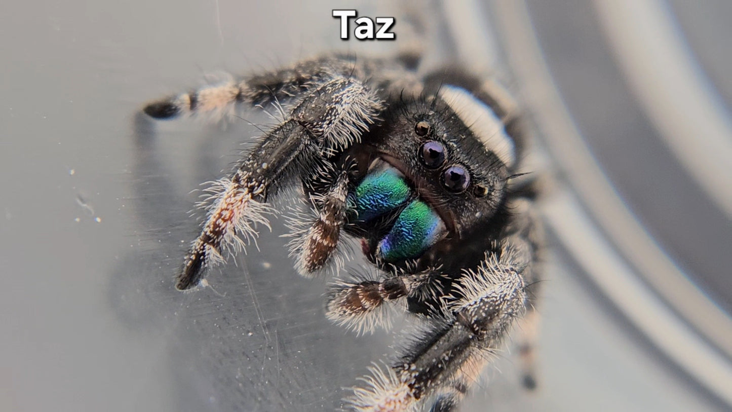 "Taz" Male Regal (Phidippus regius) - Penultimate Molt (?)