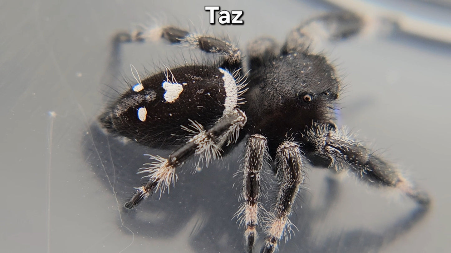 "Taz" Male Regal (Phidippus regius) - Penultimate Molt (?)