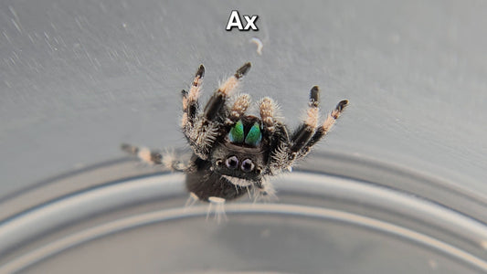 "Ax" Male Regal (Phidippus regius)