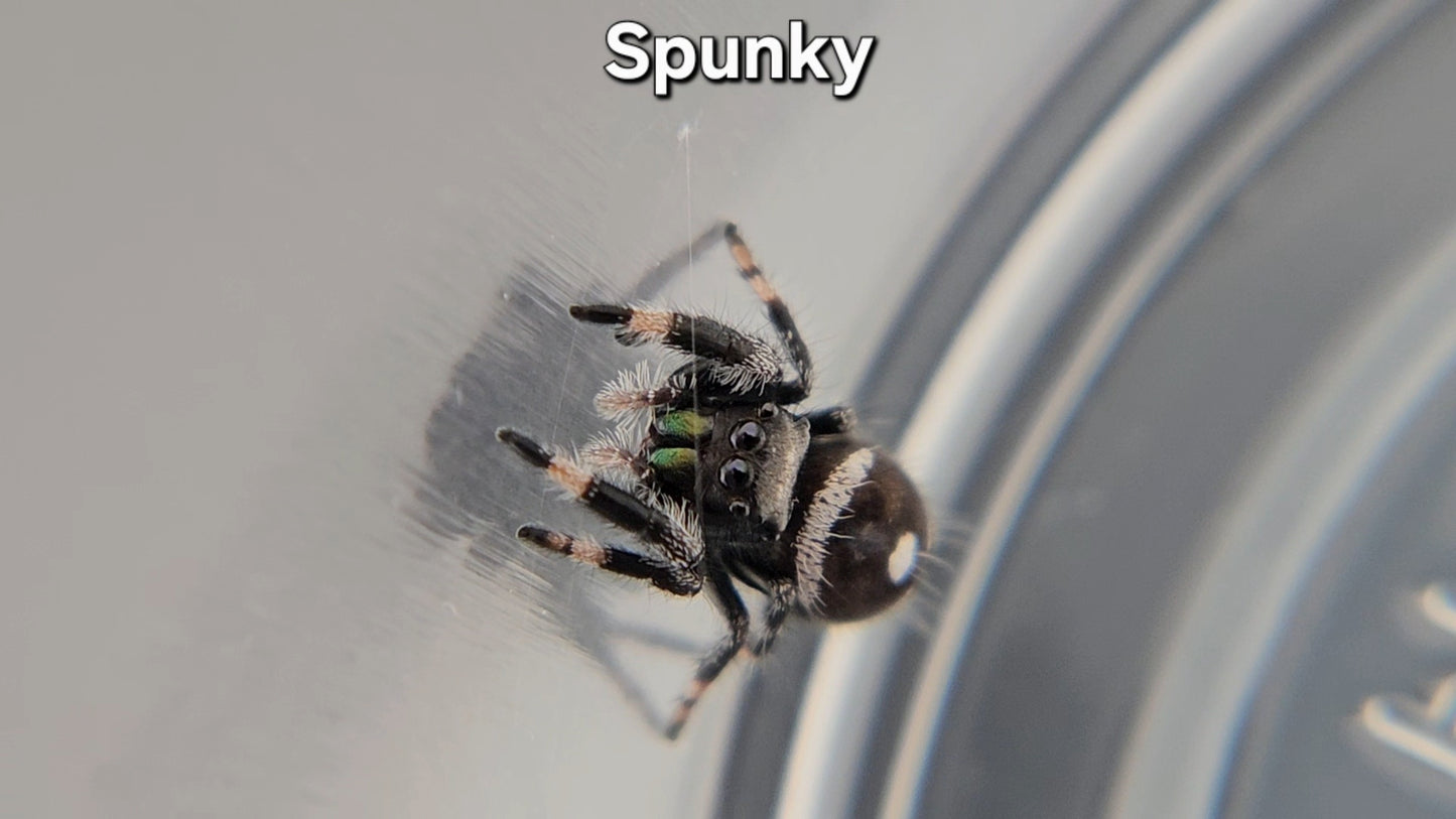 "Spunky" Male Regal (Phidippus regius)