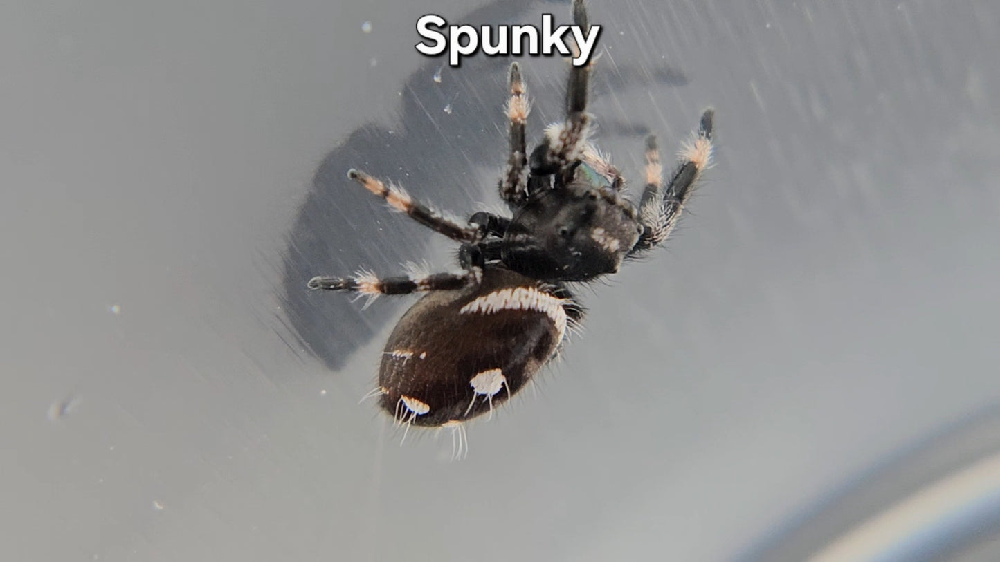 "Spunky" Male Regal (Phidippus regius)