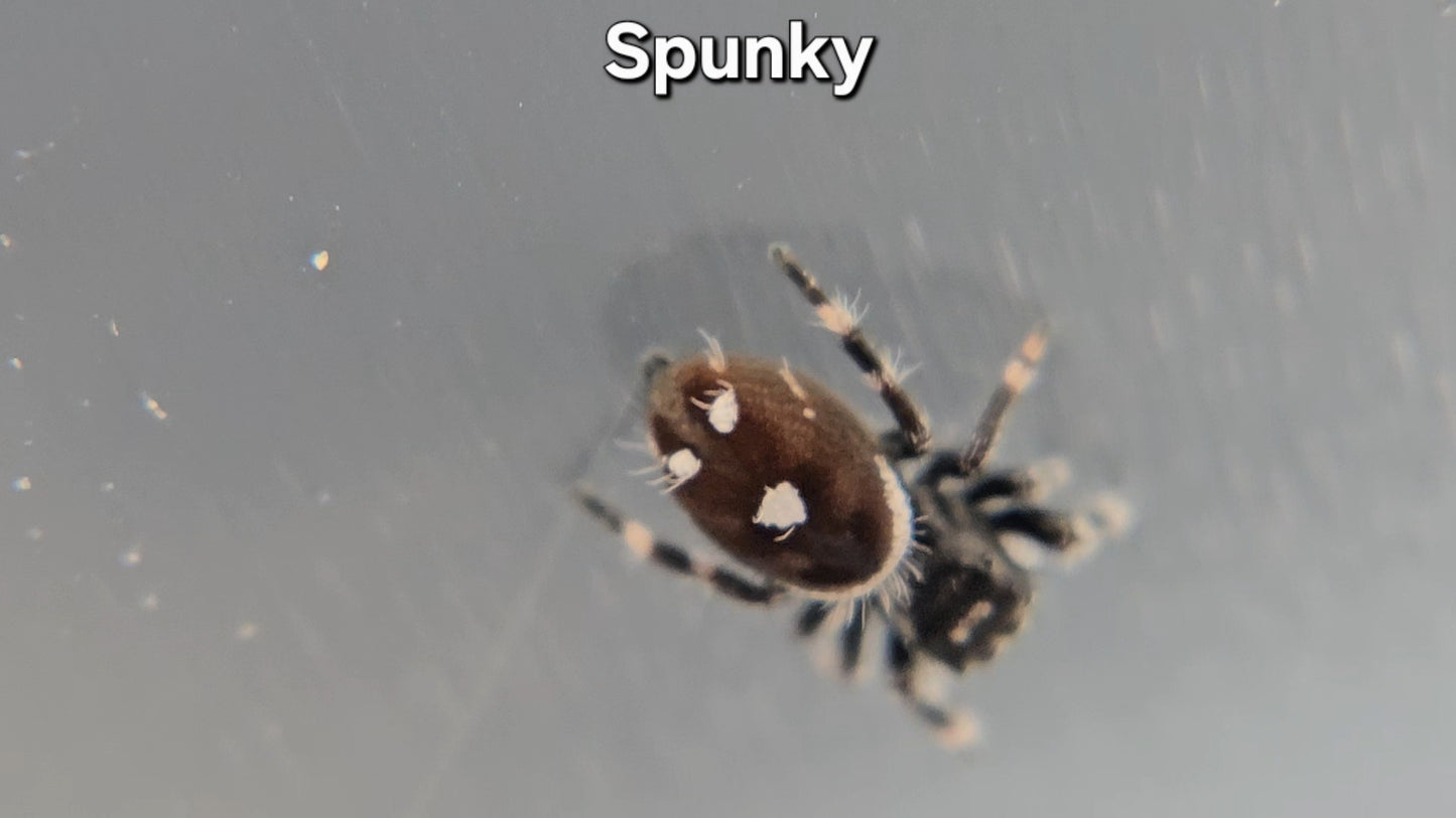 "Spunky" Male Regal (Phidippus regius)