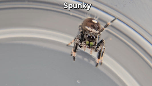 "Spunky" Male Regal (Phidippus regius)