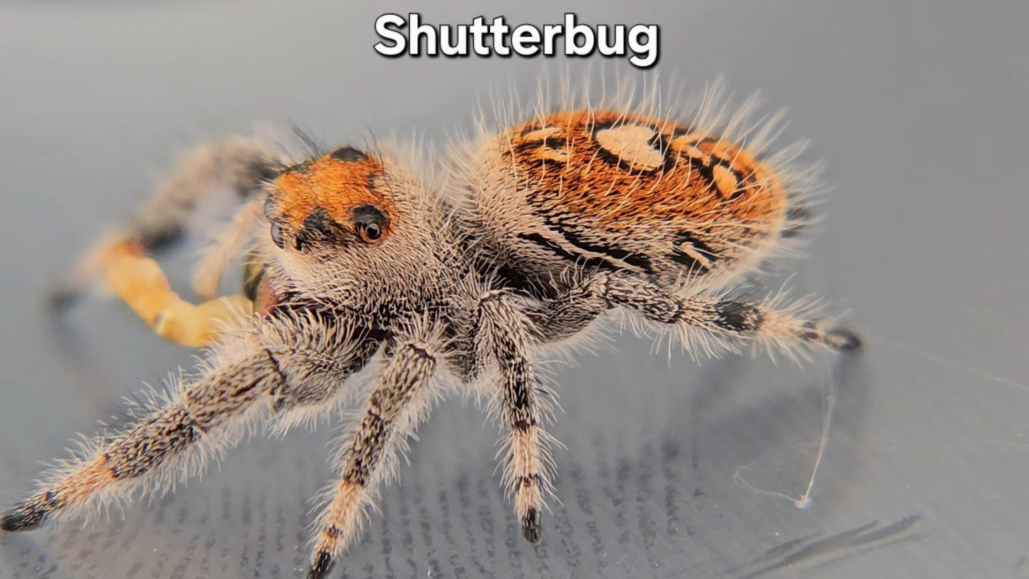 "Shutterbug" Female Regal (Phidippus regius)