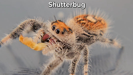 "Shutterbug" Female Regal (Phidippus regius)