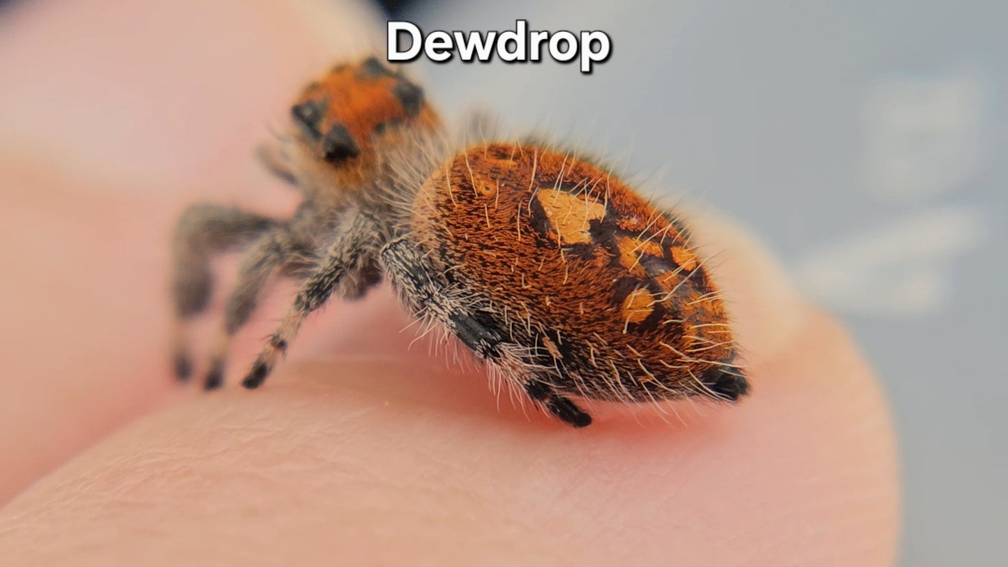 "Dewdrop" Female Regal (Phidippus regius)