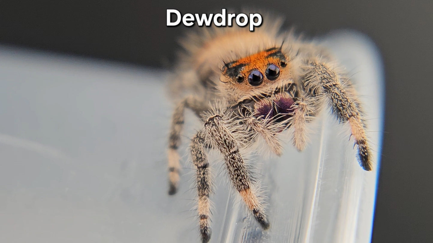 "Dewdrop" Female Regal (Phidippus regius)