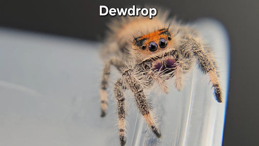 "Dewdrop" Female Regal (Phidippus regius)