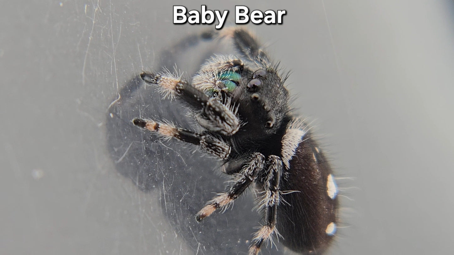 "Baby Bear" Male Regal (Phidippus regius)