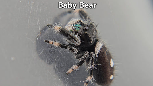 "Baby Bear" Male Regal (Phidippus regius)