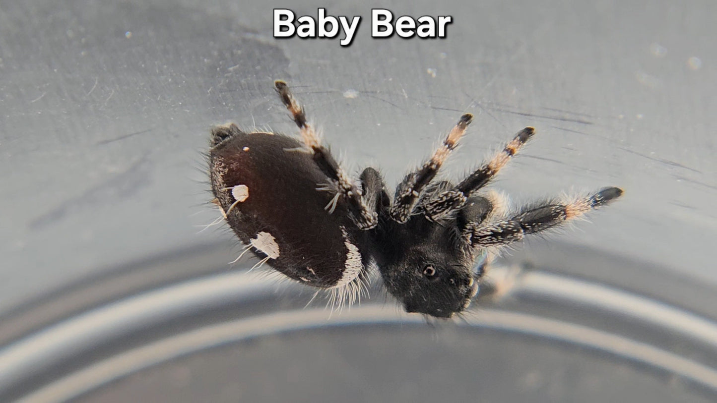 "Baby Bear" Male Regal (Phidippus regius)